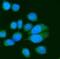 PVR Cell Adhesion Molecule antibody, A00664-4, Boster Biological Technology, Immunofluorescence image 