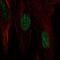 Heat Shock Protein Family B (Small) Member 7 antibody, NBP1-84334, Novus Biologicals, Immunofluorescence image 