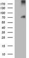 END antibody, CF506168, Origene, Western Blot image 