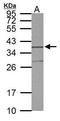 Syntaxin 5 antibody, TA308160, Origene, Western Blot image 