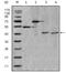 Apolipoprotein A4 antibody, NBP1-28897, Novus Biologicals, Western Blot image 