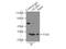 Enoyl-CoA Hydratase, Short Chain 1 antibody, 11305-1-AP, Proteintech Group, Immunoprecipitation image 