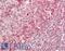 Eukaryotic Translation Initiation Factor 4A2 antibody, LS-B13794, Lifespan Biosciences, Immunohistochemistry paraffin image 