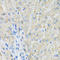 Solute Carrier Family 19 Member 1 antibody, LS-C749636, Lifespan Biosciences, Immunohistochemistry paraffin image 