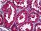 Secreted Phosphoprotein 1 antibody, 70-036, ProSci, Immunohistochemistry paraffin image 