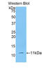 Indoleamine 2,3-Dioxygenase 2 antibody, LS-C303190, Lifespan Biosciences, Western Blot image 