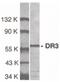 TNF Receptor Superfamily Member 25 antibody, PA5-19882, Invitrogen Antibodies, Western Blot image 