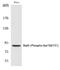 Signal Transducer And Activator Of Transcription 5A antibody, PA5-40241, Invitrogen Antibodies, Western Blot image 