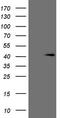 Potassium Channel Tetramerization Domain Containing 13 antibody, TA808802, Origene, Western Blot image 