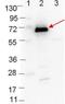 Outer surface protein C antibody, orb344669, Biorbyt, Western Blot image 