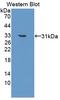 CD163 antibody, LS-C372808, Lifespan Biosciences, Western Blot image 