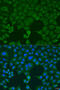 Interferon Alpha 4 antibody, 23-416, ProSci, Immunofluorescence image 
