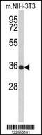 Solute Carrier Family 25 Member 17 antibody, 63-819, ProSci, Western Blot image 