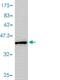 Macrophage Migration Inhibitory Factor antibody, ab55445, Abcam, Western Blot image 