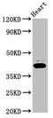 NAD(P) Dependent Steroid Dehydrogenase-Like antibody, CSB-PA618994LA01HU, Cusabio, Western Blot image 
