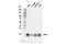 Glutathione Peroxidase 4 antibody, 52455S, Cell Signaling Technology, Western Blot image 