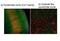 Transient Receptor Potential Cation Channel Subfamily V Member 4 antibody, PA5-41066, Invitrogen Antibodies, Immunohistochemistry paraffin image 