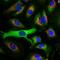 Heat Shock Factor Binding Protein 1 antibody, M09275, Boster Biological Technology, Immunofluorescence image 