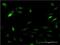 PA28b antibody, H00005721-M01, Novus Biologicals, Immunofluorescence image 