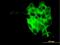 Synaptotagmin-4 antibody, H00006860-M04, Novus Biologicals, Immunocytochemistry image 