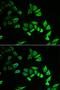 Myozenin 2 antibody, LS-C334740, Lifespan Biosciences, Immunofluorescence image 