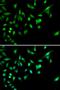 Cyclin Dependent Kinase 4 antibody, orb48321, Biorbyt, Immunofluorescence image 