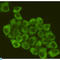 Eukaryotic Translation Initiation Factor 2A antibody, LS-C814101, Lifespan Biosciences, Immunofluorescence image 