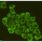 Eukaryotic Translation Initiation Factor 2A antibody, LS-C814101, Lifespan Biosciences, Immunofluorescence image 