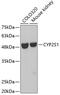 Cytochrome P450 2S1 antibody, 19-065, ProSci, Western Blot image 