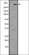 Inositol 1,4,5-Trisphosphate Receptor Type 1 antibody, orb336586, Biorbyt, Western Blot image 