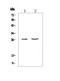 Egl-9 Family Hypoxia Inducible Factor 3 antibody, PA5-79189, Invitrogen Antibodies, Western Blot image 