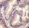 Cyclin Dependent Kinase Like 5 antibody, LS-C100785, Lifespan Biosciences, Immunohistochemistry frozen image 