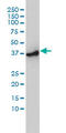 Actin Related Protein 2 antibody, LS-C133624, Lifespan Biosciences, Western Blot image 