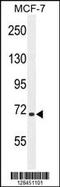 SEL1L Adaptor Subunit Of ERAD E3 Ubiquitin Ligase antibody, 55-340, ProSci, Western Blot image 