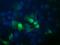 Pogo Transposable Element Derived With KRAB Domain antibody, M15311, Boster Biological Technology, Immunofluorescence image 