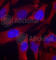 Synapsin I antibody, AP0244, ABclonal Technology, Immunofluorescence image 