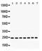 RAS Like Proto-Oncogene A antibody, PA5-79910, Invitrogen Antibodies, Western Blot image 