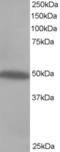 C-Terminal Src Kinase antibody, LS-C20150, Lifespan Biosciences, Western Blot image 