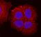 Desmoglein 2 antibody, BAF947, R&D Systems, Immunofluorescence image 