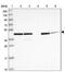 Growth Arrest Specific 8 antibody, NBP2-14038, Novus Biologicals, Western Blot image 