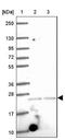 Homeobox D12 antibody, NBP2-32462, Novus Biologicals, Western Blot image 