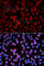 TNF Alpha Induced Protein 3 antibody, A2127, ABclonal Technology, Immunofluorescence image 