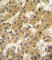 Apolipoprotein F antibody, abx025592, Abbexa, Western Blot image 