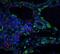 Protein orai-3 antibody, M09399, Boster Biological Technology, Immunofluorescence image 