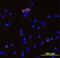 Killer Cell Lectin Like Receptor K1 antibody, BAM1547, R&D Systems, Immunofluorescence image 