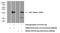 Interleukin 9 antibody, 66144-1-Ig, Proteintech Group, Western Blot image 