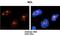 Forkhead Box O4 antibody, orb75445, Biorbyt, Immunohistochemistry paraffin image 