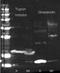 Streptavidin antibody, orb344780, Biorbyt, Western Blot image 