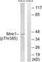 MAP kinase-interacting serine/threonine-protein kinase 1 antibody, PA5-39796, Invitrogen Antibodies, Western Blot image 