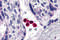 CD284 antibody, 3139, ProSci Inc, Immunohistochemistry frozen image 